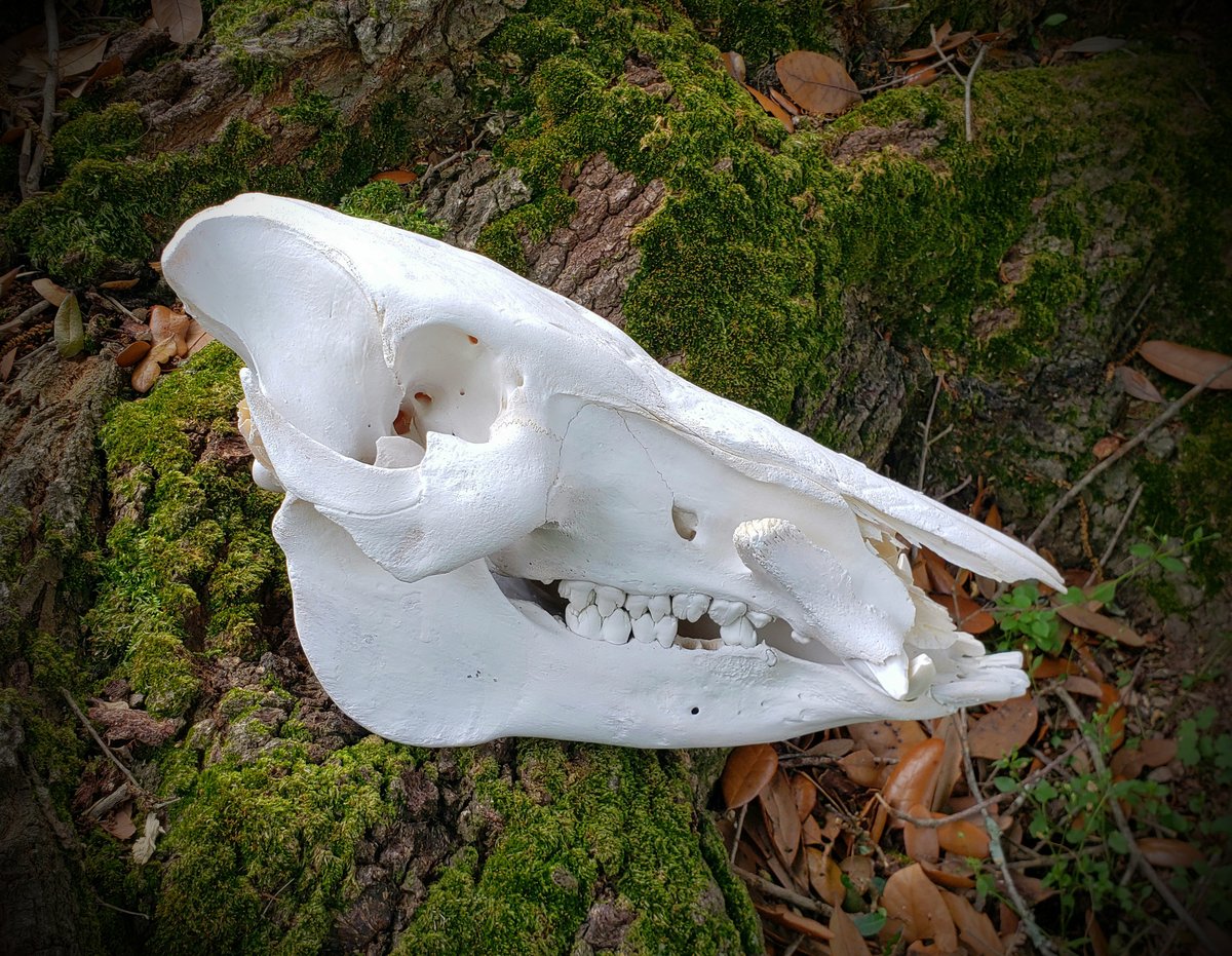 Image of Bushpig Skull