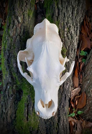 Image of Black Bear Skull