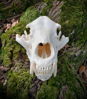 Image of Black Bear Skull