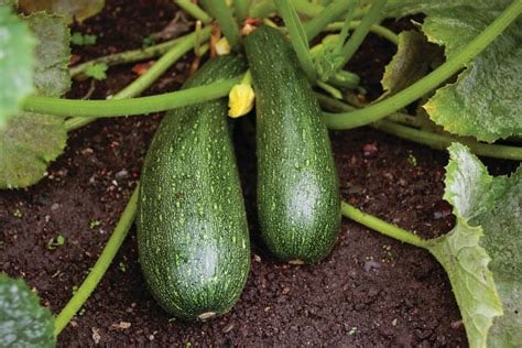 TINI ZUCCHINI! Dehydrated Zucchini Fruit Bits 3 oz.- Vision-Thyroid-Adrenals-Weight-Circulation