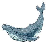 Humpback Whale Sticker 