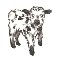 Black Cow