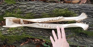 Image of Old Buffalo Jaw Bones