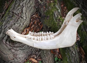 Image of Old Buffalo Jaw Bones