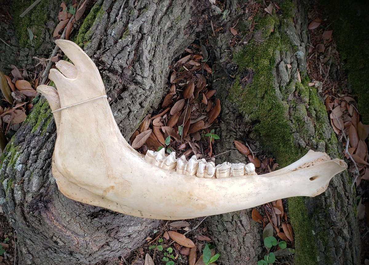Image of Old Buffalo Jaw Bones