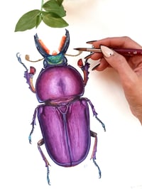 Image 3 of Purple Stag Beetle Lamprima ORIGINAL ARTWORK 