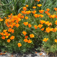 Image 3 of California Poppy Seeds