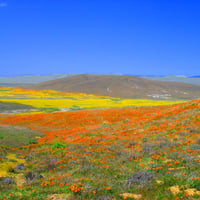 Image 4 of California Poppy Seeds