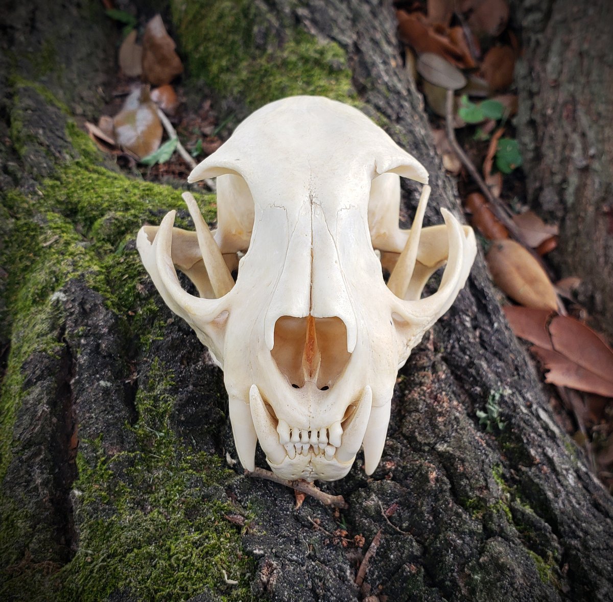 Image of Bobcat Skull