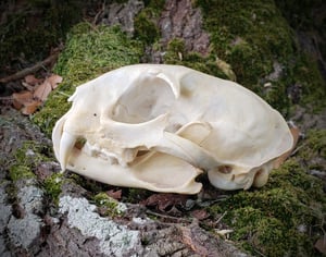 Image of Bobcat Skull