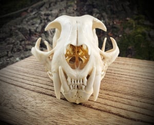 Image of Bobcat Skull