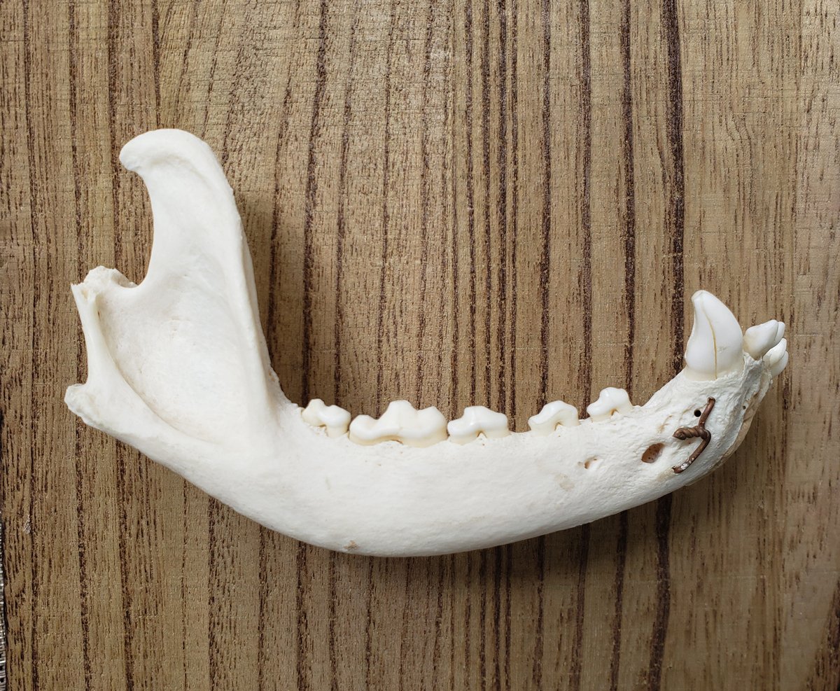 Image of Dog Jaw Bones