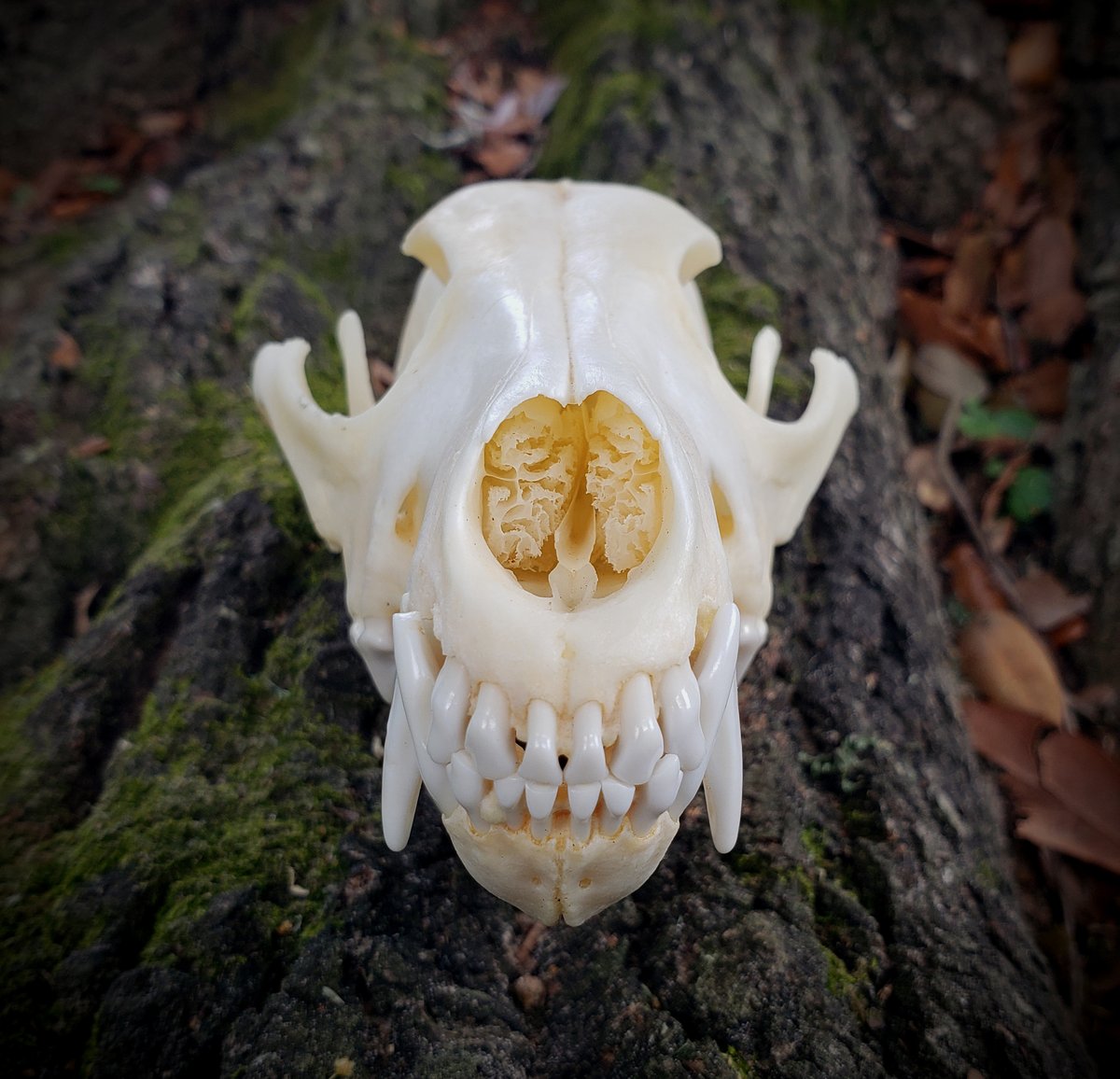 Image of Coyote Skull