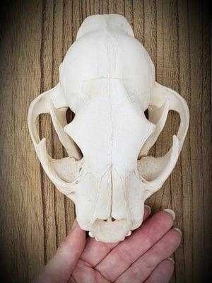 Image of Mountain Lion Skull