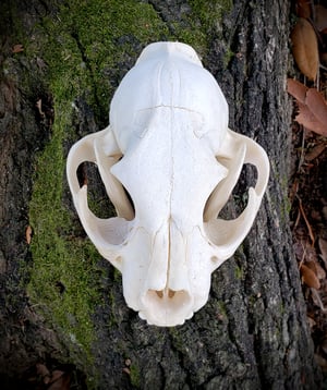 Image of Mountain Lion Skull