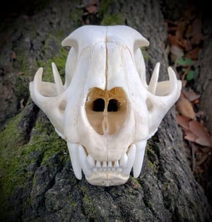 Image of Mountain Lion Skull