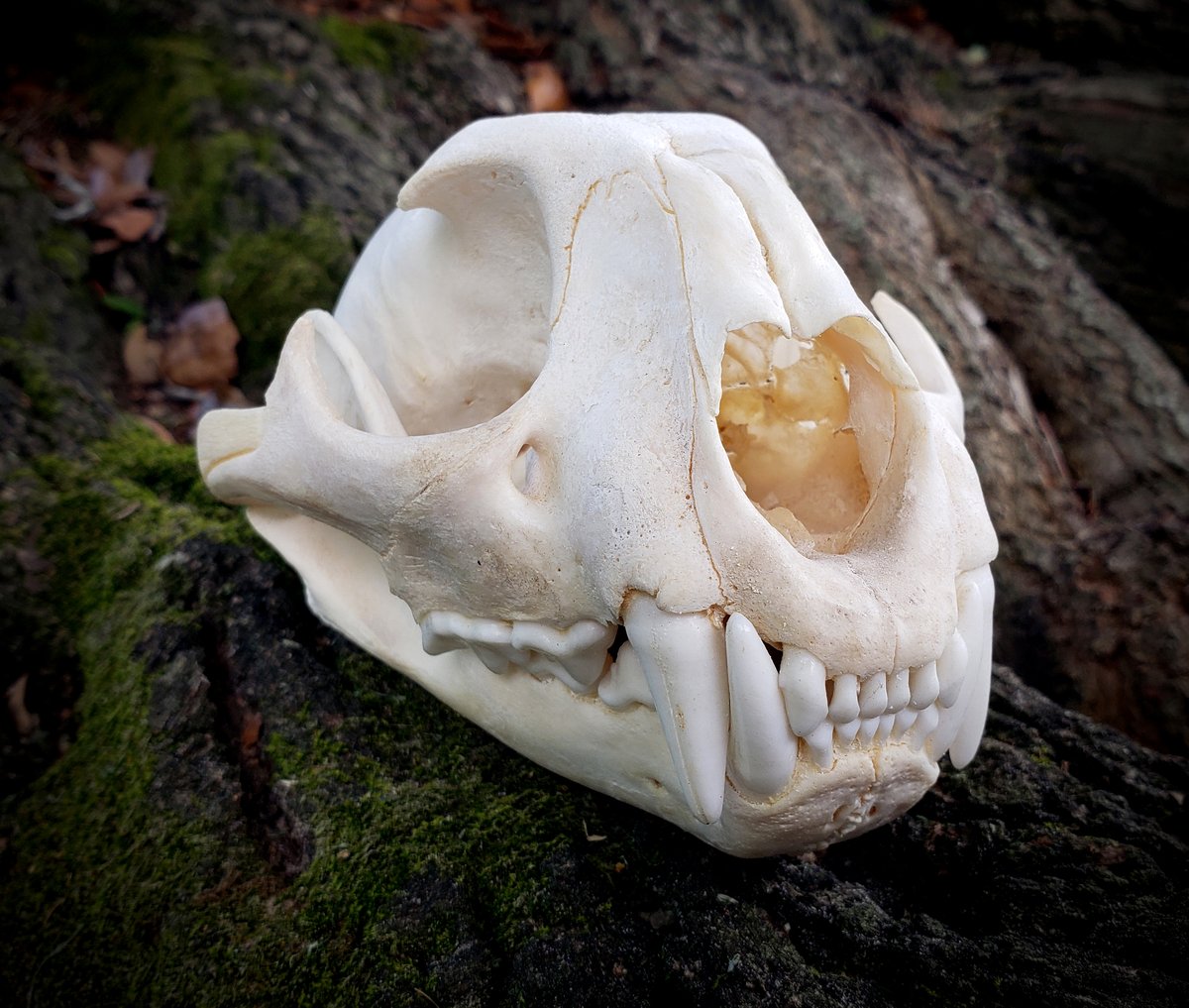 Image of Mountain Lion Skull