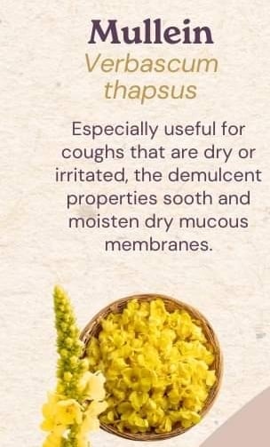 MULLE-IN It Over! Mullein Bush Leaf Tea For Respiratory-Breathing-Lung-Fever-Cough Support