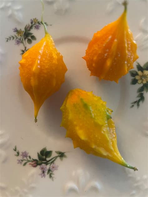 CERASEE SPEAKING! Indian/Jamaican Cerasee-Bitter Melon Powder-Leaves/Stems/Teabags Detoxer-Parasites