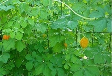 CERASEE SPEAKING! Indian/Jamaican Cerasee-Bitter Melon Powder-Leaves/Stems/Teabags Detoxer-Parasites