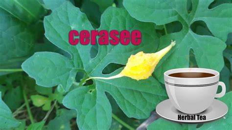CERASEE SPEAKING! Indian/Jamaican Cerasee-Bitter Melon Powder-Leaves/Stems/Teabags Detoxer-Parasites