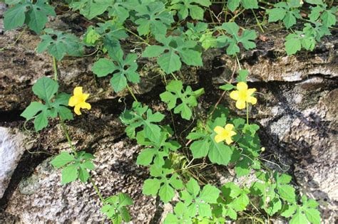 CERASEE SPEAKING! Indian/Jamaican Cerasee-Bitter Melon Powder-Leaves/Stems/Teabags Detoxer-Parasites