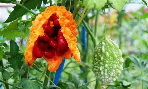 CERASEE SPEAKING! Indian/Jamaican Cerasee-Bitter Melon Powder-Leaves/Stems/Teabags Detoxer-Parasites