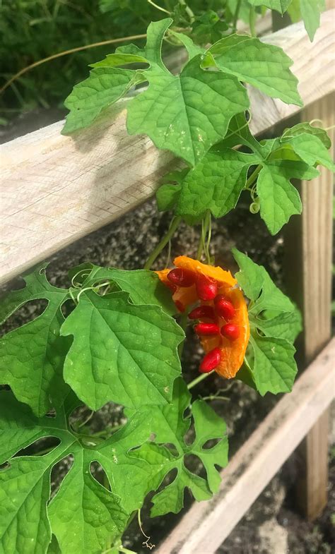 CERASEE SPEAKING! Indian/Jamaican Cerasee-Bitter Melon Powder-Leaves/Stems/Teabags Detoxer-Parasites