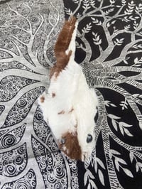 Image 2 of Cookie 🐄 Cow Beanie Shark