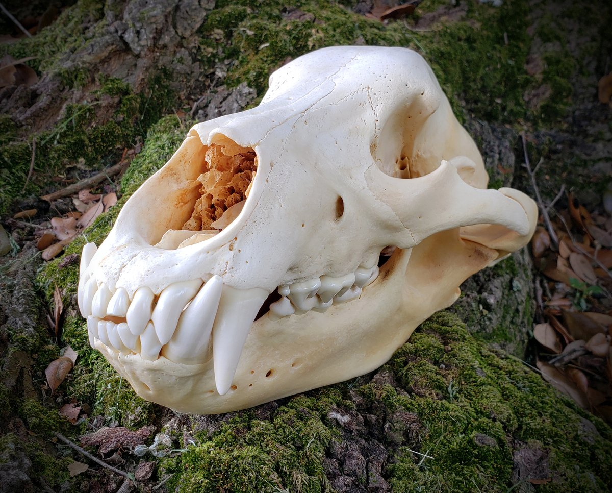 Image of Grizzly Bear Skull