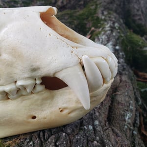 Image of Grizzly Bear Skull