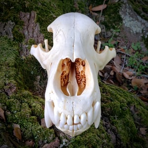 Image of Grizzly Bear Skull