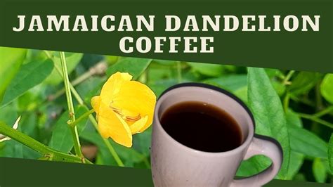 DANDETOX! Traditional/Jamaican Dandelion/Chicory-Roots-Seeds-Drip Grind. Sugar Cravings