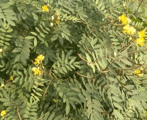 DANDETOX! Traditional/Jamaican Dandelion/Chicory-Roots-Seeds-Drip Grind. Sugar Cravings