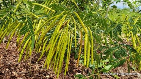 DANDETOX! Traditional/Jamaican Dandelion/Chicory-Roots-Seeds-Drip Grind. Sugar Cravings
