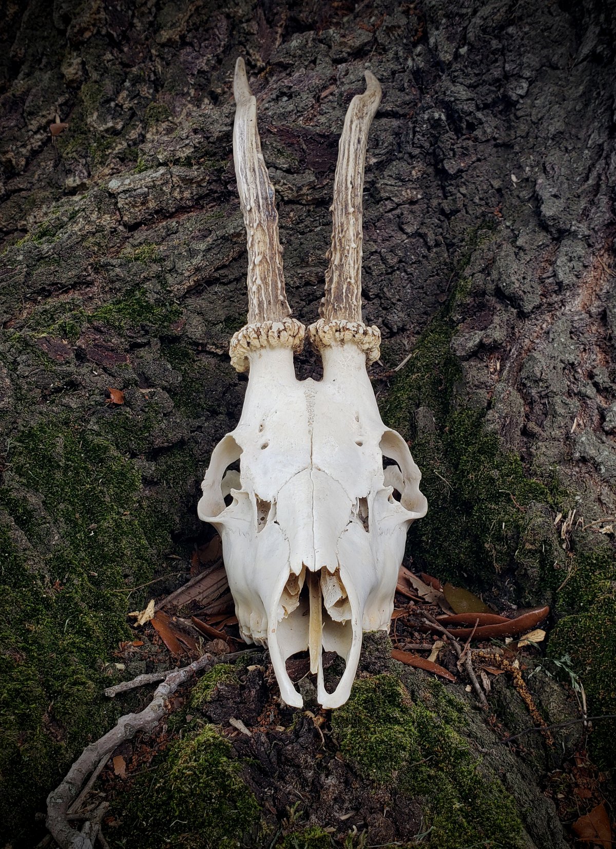 Image of Roe Deer Skull