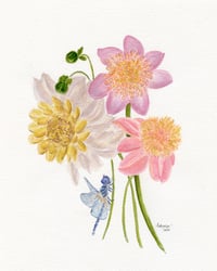 Image 9 of Anemone Dahlias- Poster Print