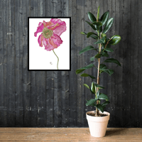 Image 5 of Pretty Pink Poppy- Poster Print
