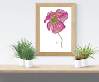 Image 7 of Pretty Pink Poppy- Poster Print