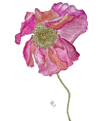 Image 9 of Pretty Pink Poppy- Poster Print