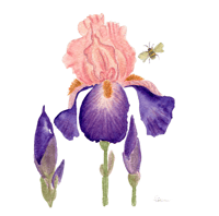 Image 2 of Bearded Irises- Poster Print 