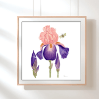 Image 6 of Bearded Irises- Poster Print 