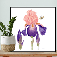 Image 8 of Bearded Irises- Poster Print 