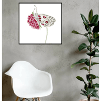 Image 1 of Apollo & the Pin Cushion- Poster Print