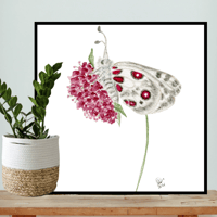 Image 5 of Apollo & the Pin Cushion- Poster Print