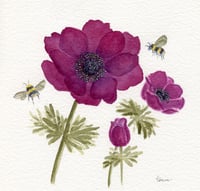 Image 7 of Bordeaux Anemone Bloom - Poster Print