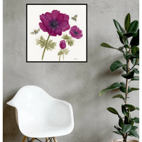 Image 8 of Bordeaux Anemone Bloom - Poster Print