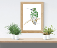 Image 3 of Green Thornbill Hummingbird- Poster Print