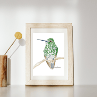 Image 5 of Green Thornbill Hummingbird- Poster Print
