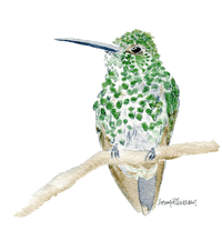 Image 9 of Green Thornbill Hummingbird- Poster Print
